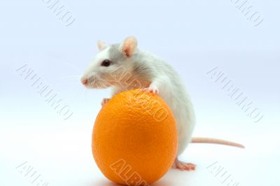 Rat with an orange