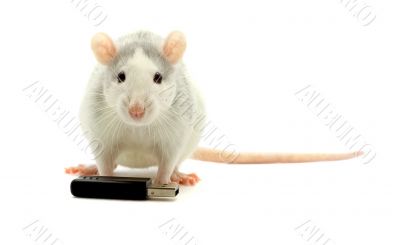 Rat end usb