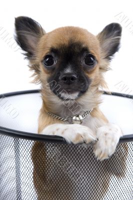 Chihuahua