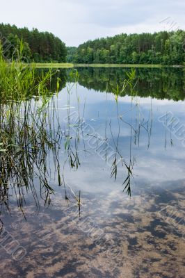 Morning on the forest lake