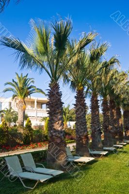 Palms and chairs