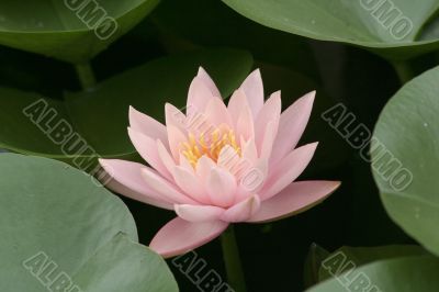 Water lily