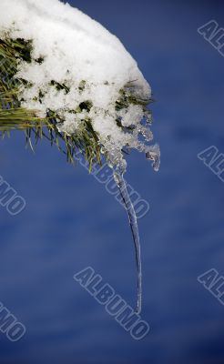 Icicle on the branch of fir-tree