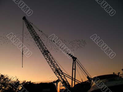 Crane against a setting sun with starlings