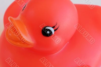 Red plastic duck