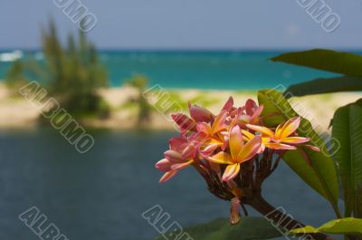 Wild Plumeria Flower