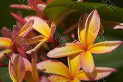 Wild Plumeria Flower