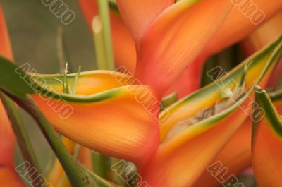 Exotic Tropical Flower Abstract