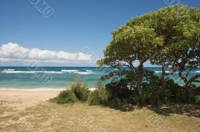 Inviting Tropical Shoreline