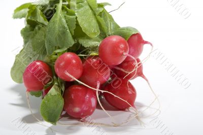 Fresh radish