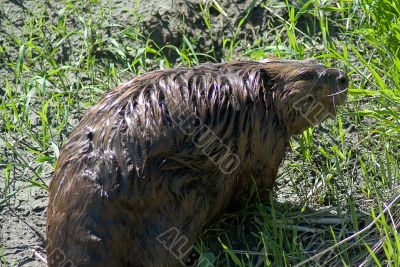 Close-up Beaver