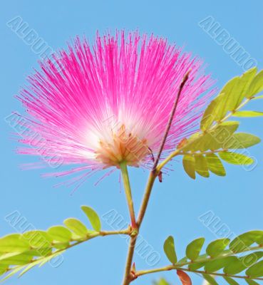 Flora Flora