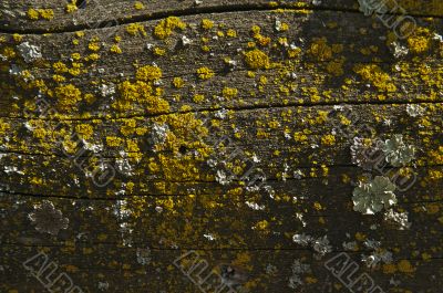 Close-up of wood log with bright fungus growth.