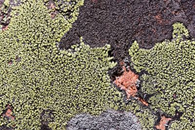 Rock and lichen