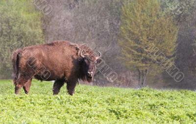 Bison