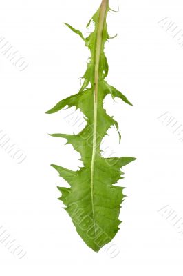 Dandlion leaf Dandlion leaf