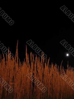 grass at night