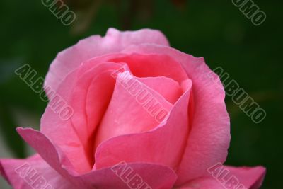 aromatic rose