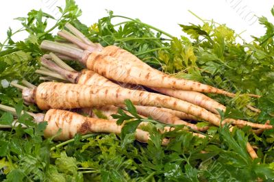 Root Parsley on Leaves