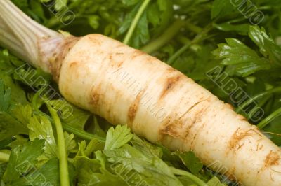 Root Parsley on Leaves