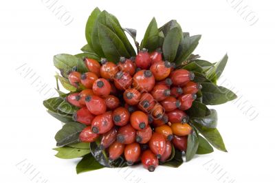 Rosehips