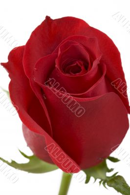 Red Rose
