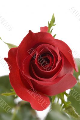 Red Rose
