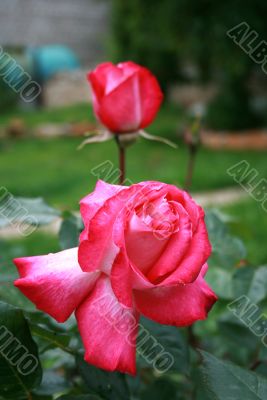 two roses two roses