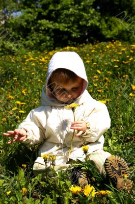 Beautiful girl holds a yellow dandelion Beautiful girl holds a yellow dandelion