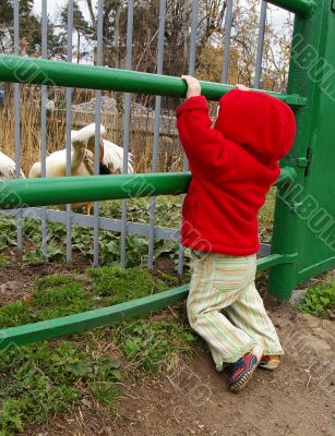 Girl in a zoo near a cell with pelicans