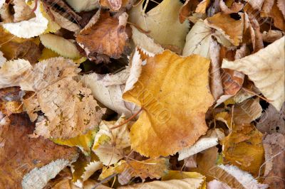 Leaves Leaves
