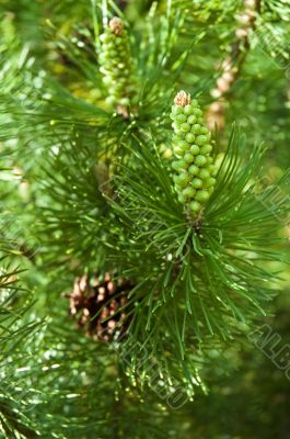 spring pine cone