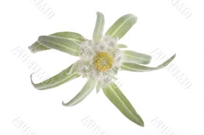 edelweiss