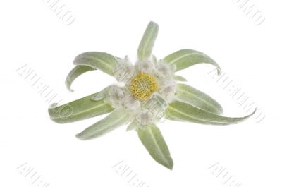 edelweiss