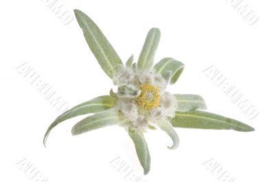 edelweiss