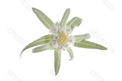 edelweiss