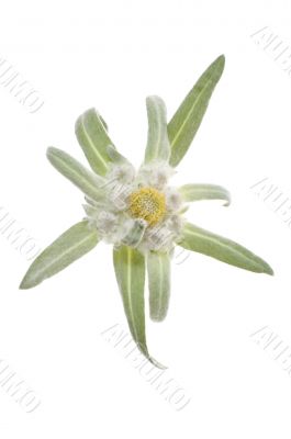 edelweiss