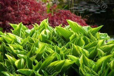 red and green background. garden