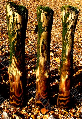 weathered groyne posts