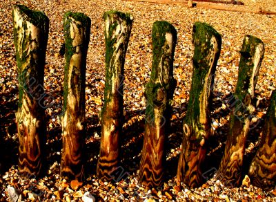 weathered groyne posts