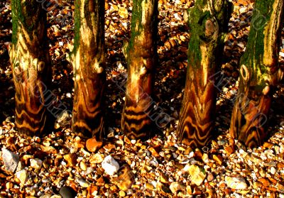 weatherbeaten groyne posts