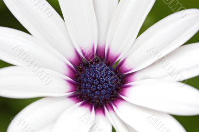 flower flower