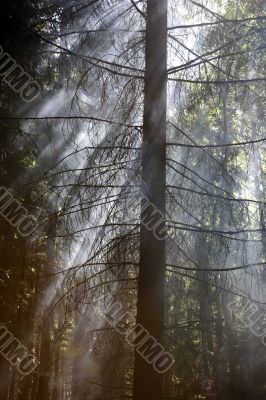 Smoke in forest