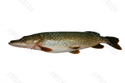 Pike