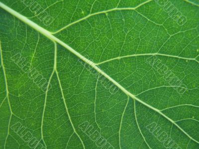 Poplar leaf