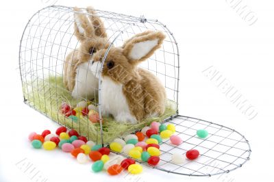 Easter bunny in a cage