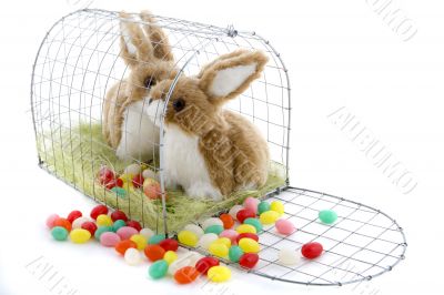 Easter bunny in a cage Easter bunny in a cage