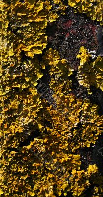 lichen moss on a fence post