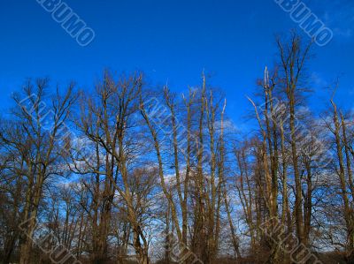 Winter branches and blue sky
