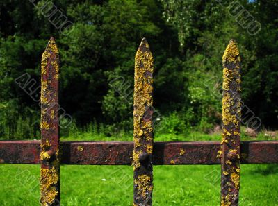 Moss lichen on an iron fence